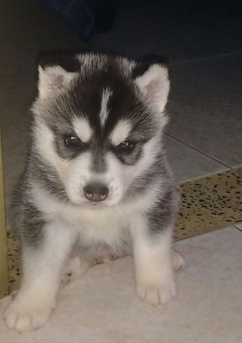 Husky siberian baetel