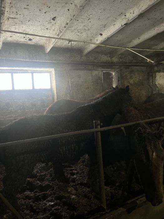 Продам лошадей тай и бие