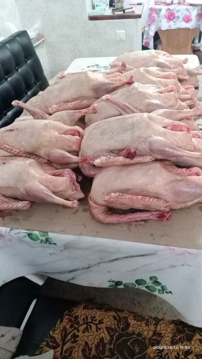 Продам тушки домашних гусей. Гуся. Гусь. Гуси.