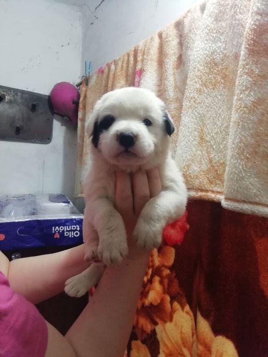 Щенята в добрые руки