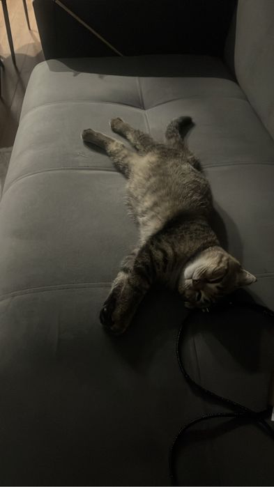 Отдам котенка в добрые руки