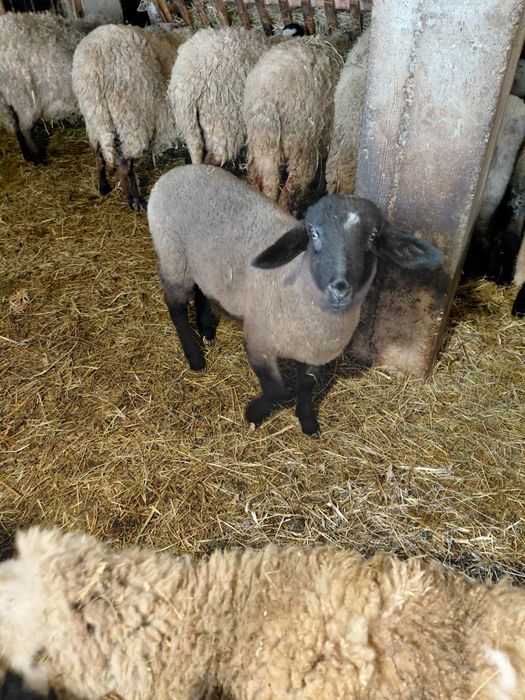 Vând miei de Paște sau de prasila