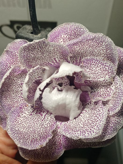 Продам глоксинии .