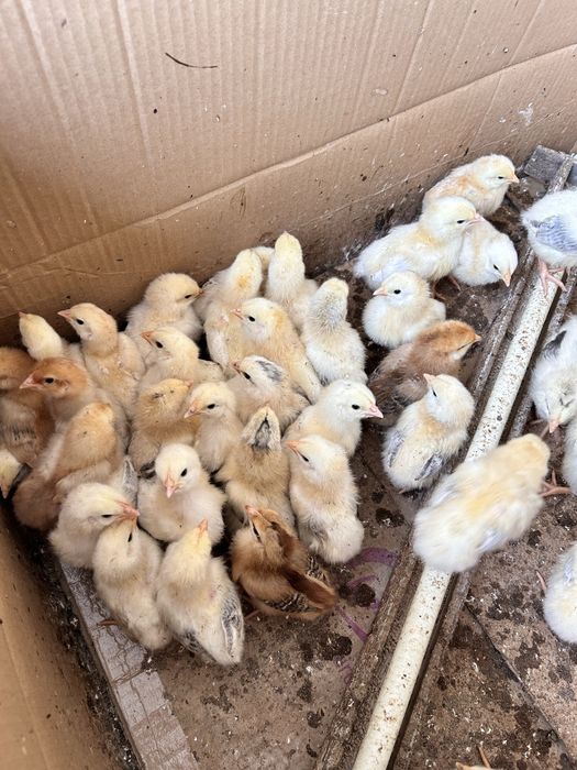 Цыплята смесь адлер