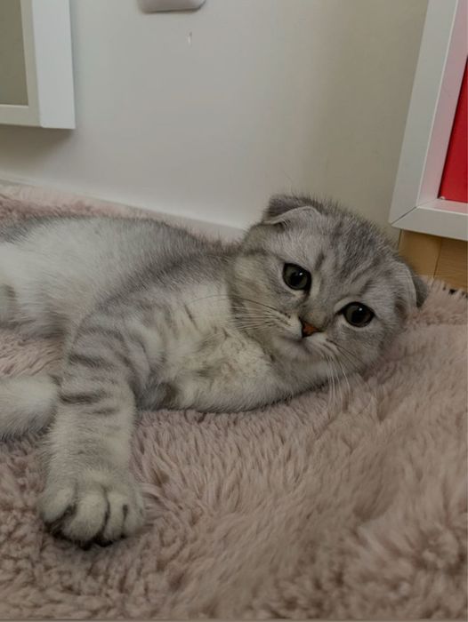 Шотландский вислоухий кошка