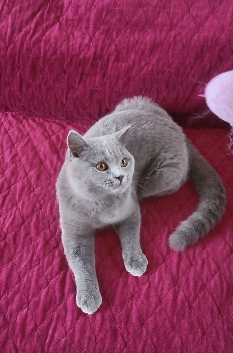British shorthair