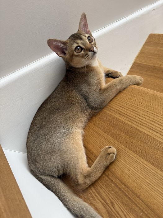 Абиссинский котенок