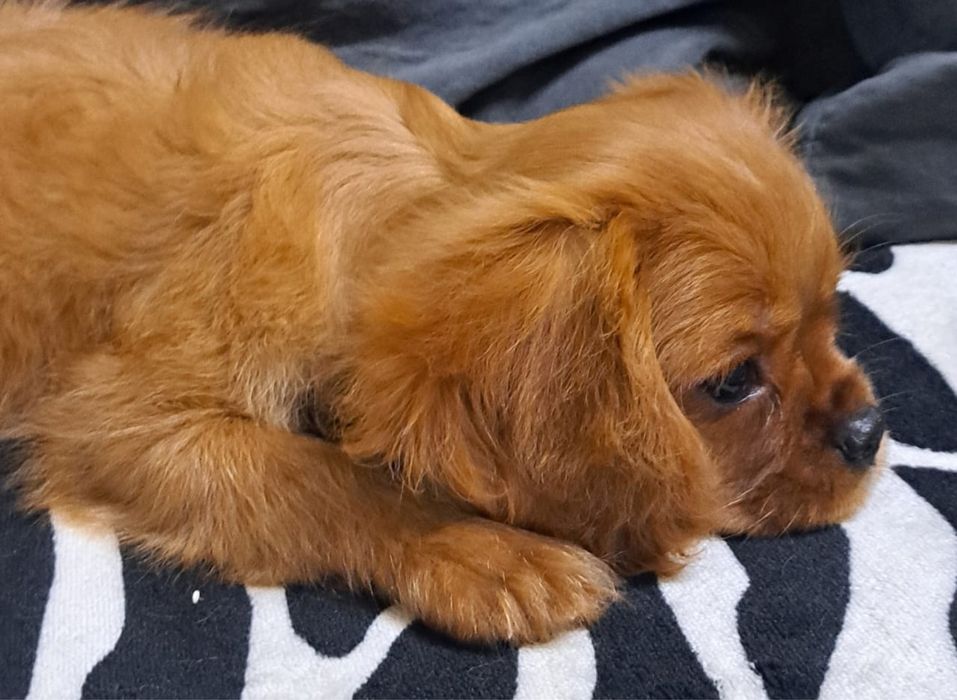 Продаются щенки Кавалер-Кинг Чарльз спаниель