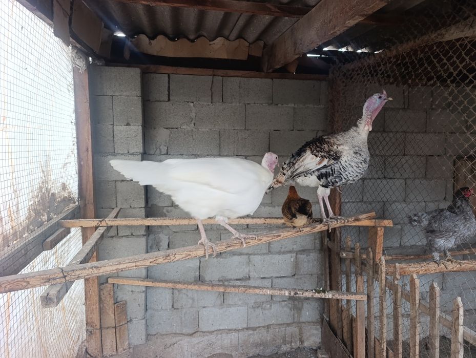 Продам индюков и индюшек