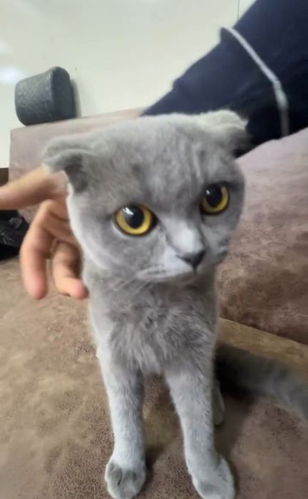 Mushuk oʻgʻil bola