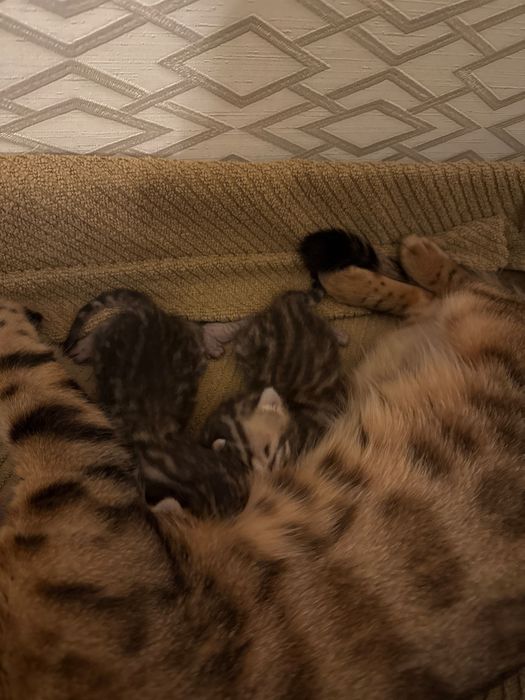 Бронирование. Бенгальские котята мальчик и девочка