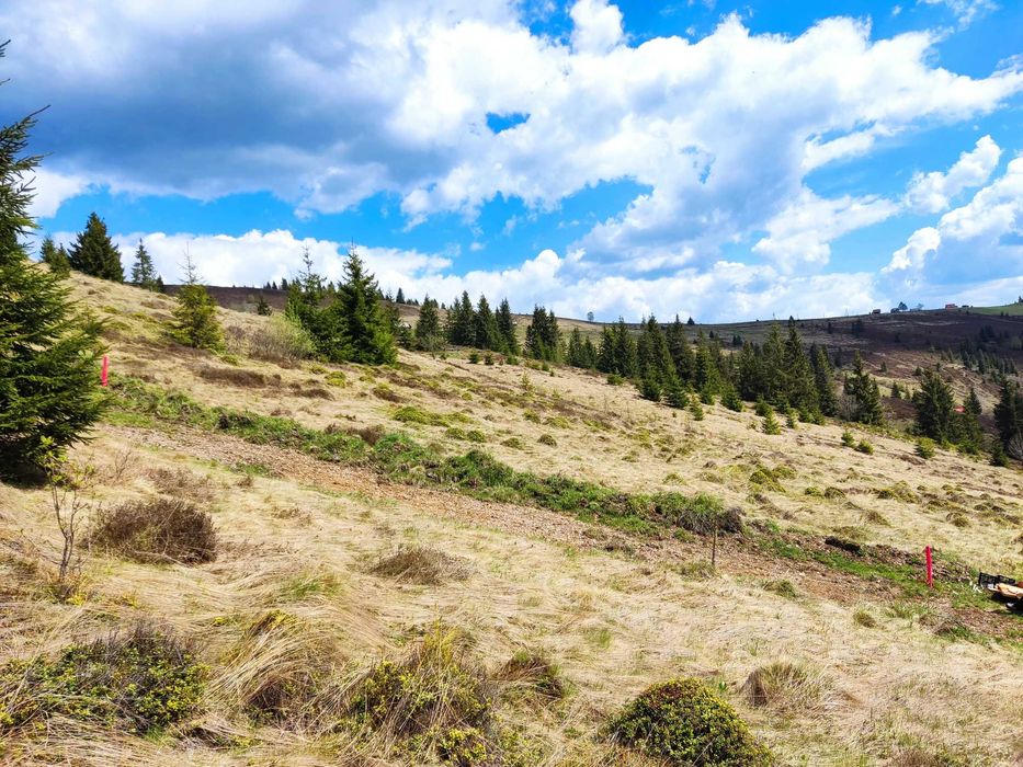 Teren extravilan Poiana Horea