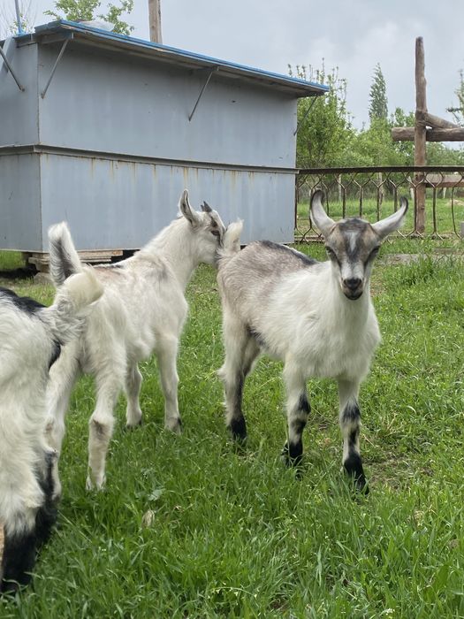 Нуб парода лақтар сатылады 1 аилық
