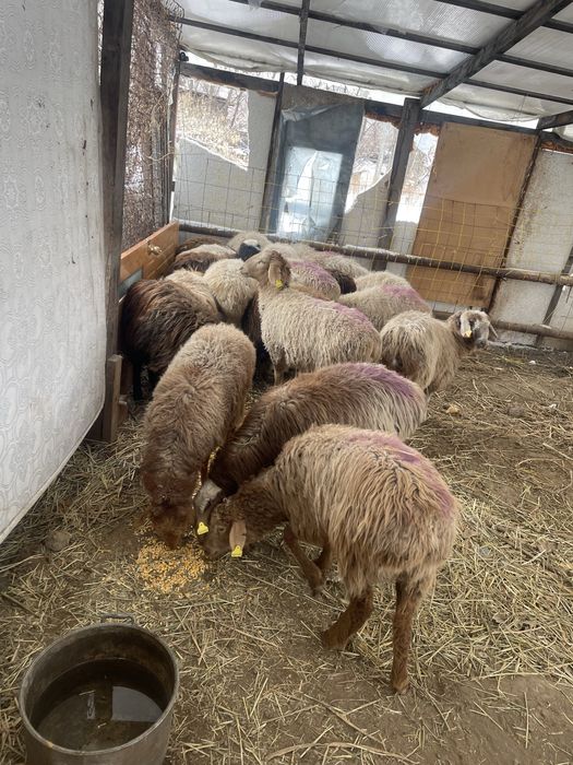 Бараны тохты барашки