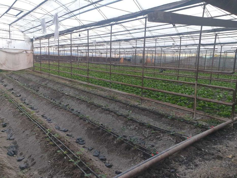 Продается земля  21 сотка Багиш, ориентир  Уртасарай  Авангард