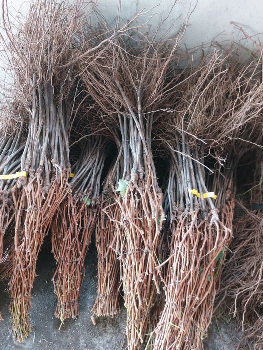 Butasi vita de vie/angro