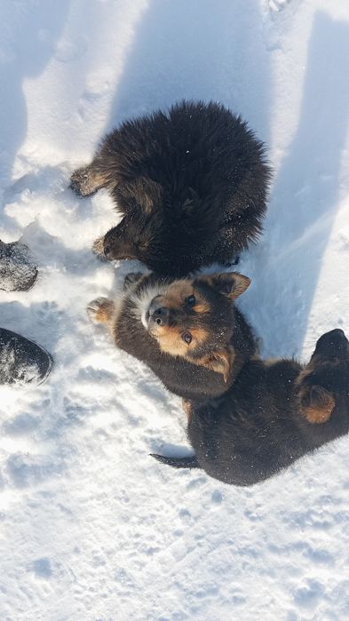 Отдам щенков в добрые руки