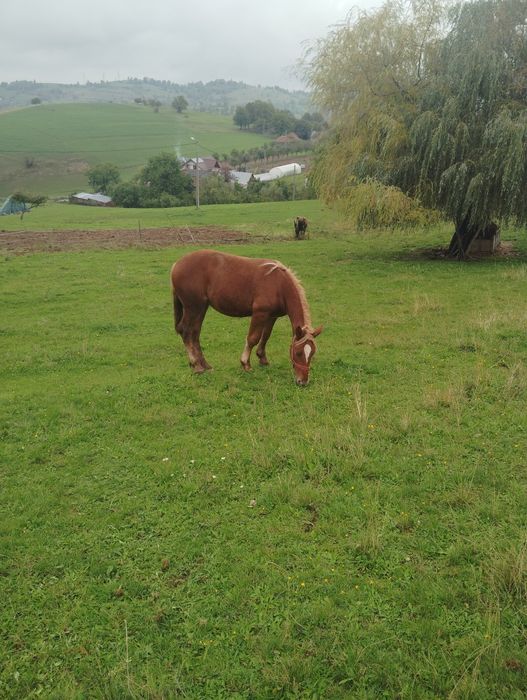 De vânzare mânz ciocolatiu 1,2 luni și mânză sarga 1,3 luni