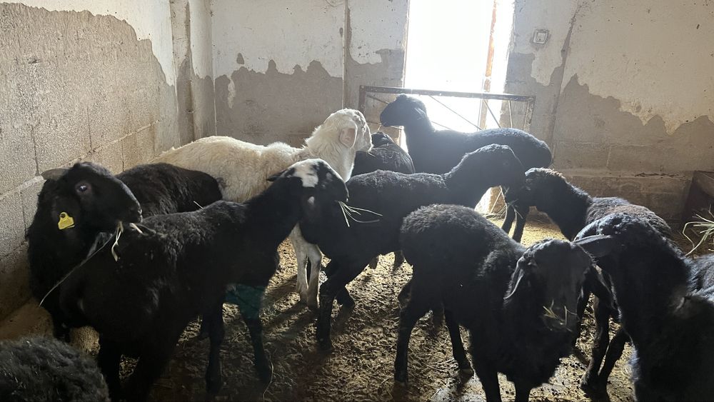 Токты кошкарлар семиз