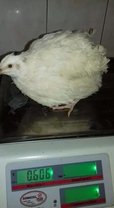 Продам перепелиное яйцо