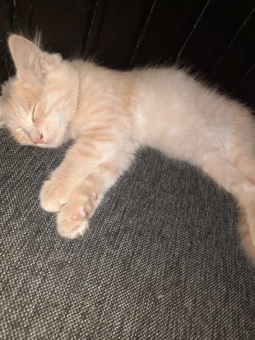 Котята в хорошие руки