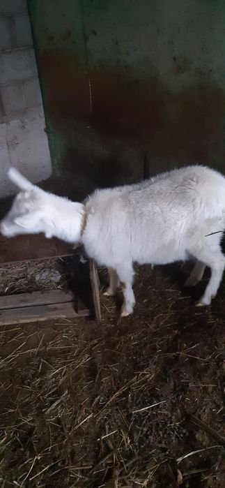 Козы молодые  Заилинские
