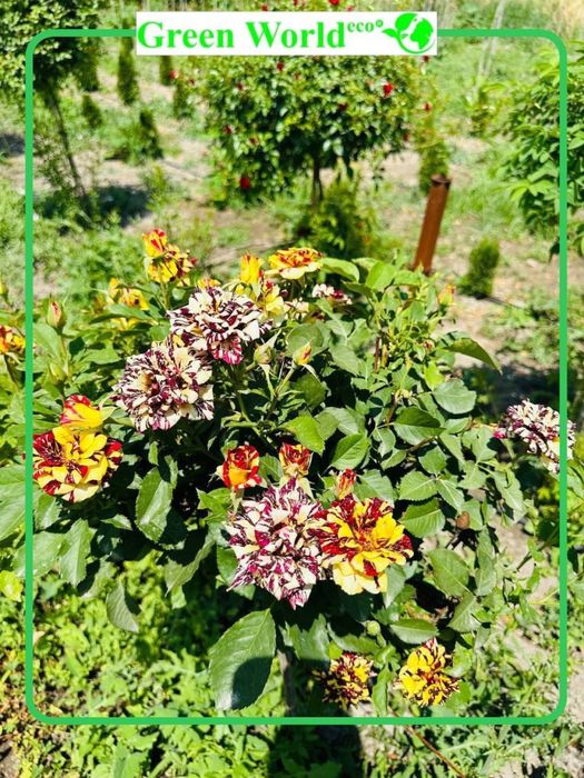 Shtamp atirguli- ko’zingizni quvontiradi.