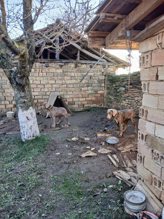 Продавам Ваймаранери