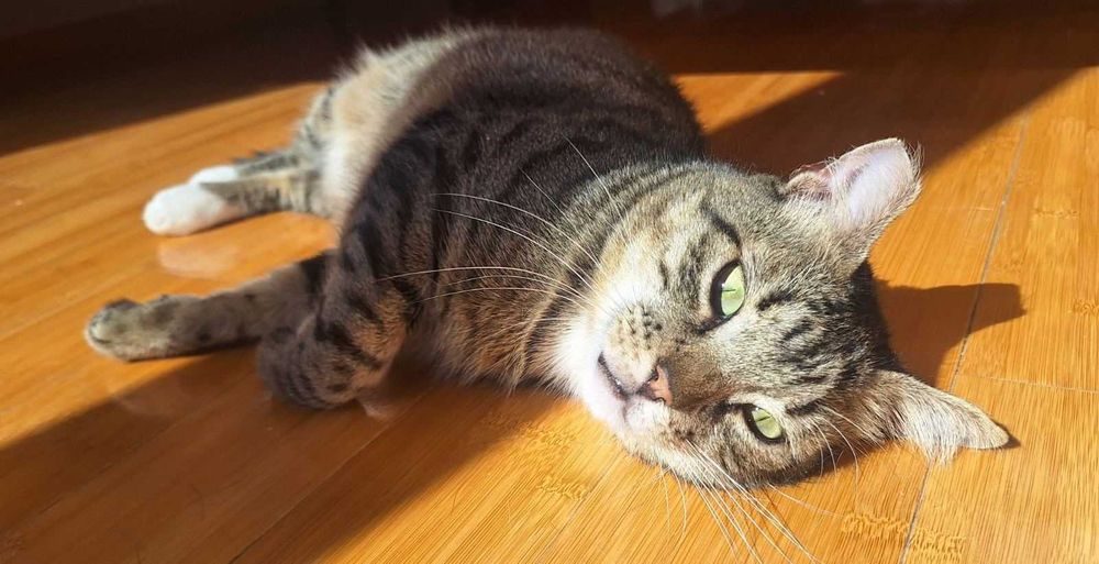 Тиги, 3-годишно коте-терапевт, търси дом!