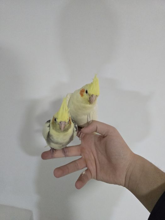 Продаётся корелла