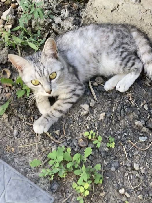 Миниатюрная кошечка