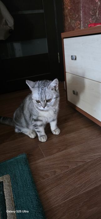Котёнок британский 9 месяцев