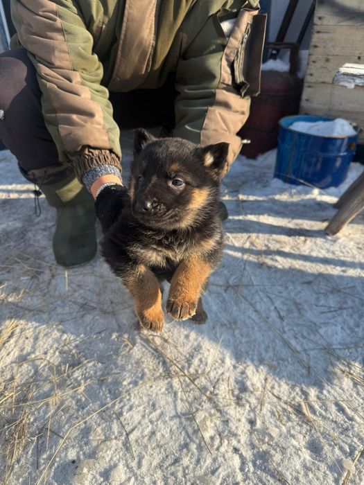 Продам щенков авчарки