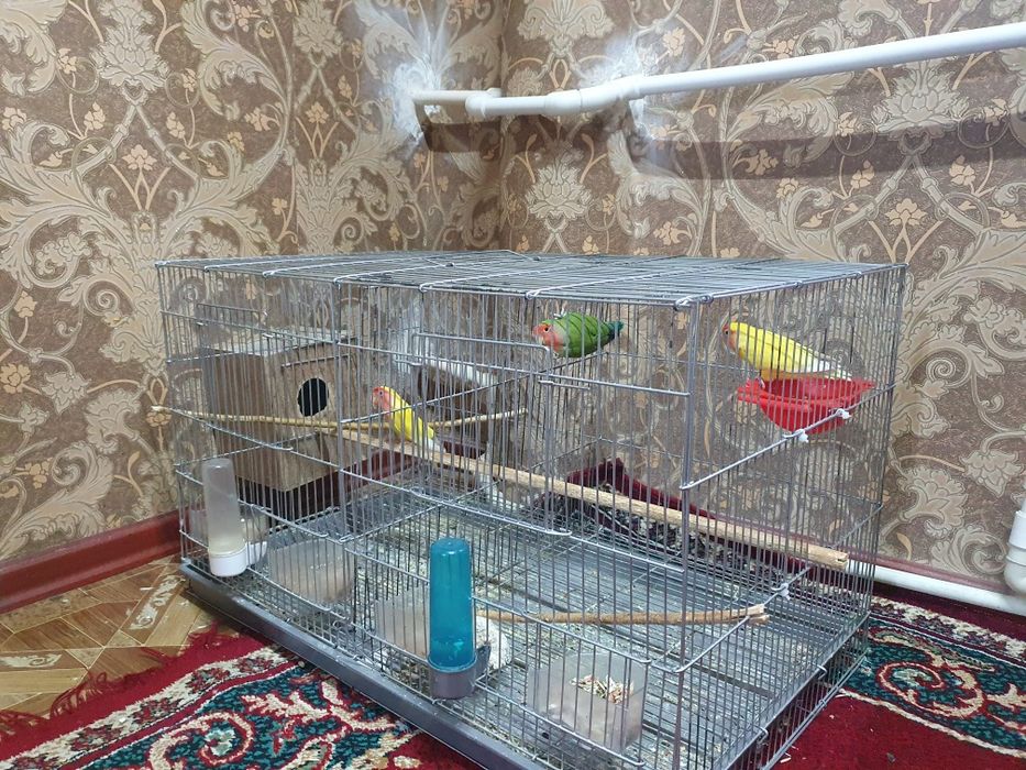 Неразлучники продаётся вся семейка