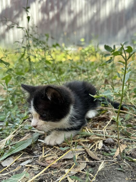 Котенок ищет дом!
