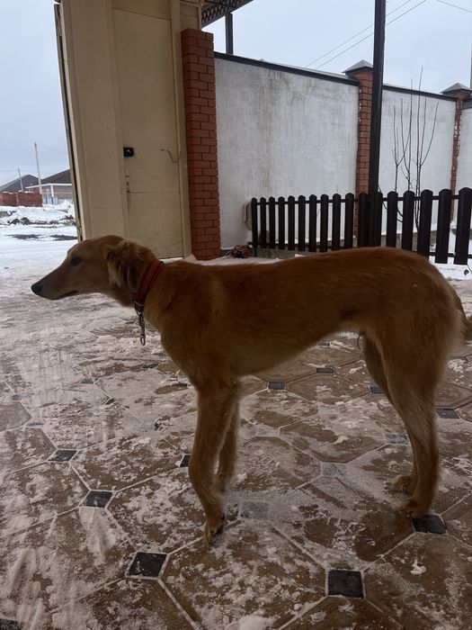 Құмай тазы сатамын