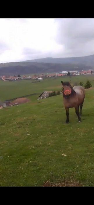 Armasar,noatin de vanzare