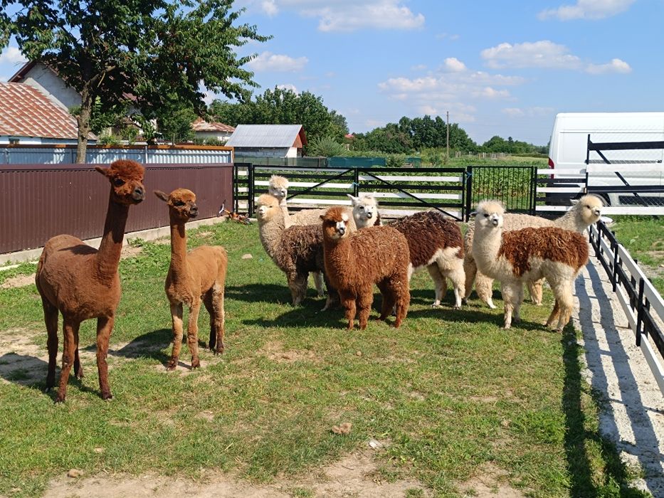 Alpaca masculi și femele