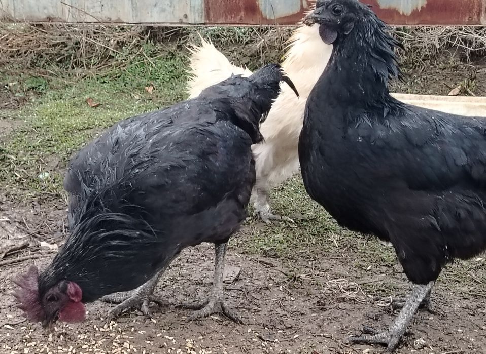 Молодые Петушки СРОЧНО