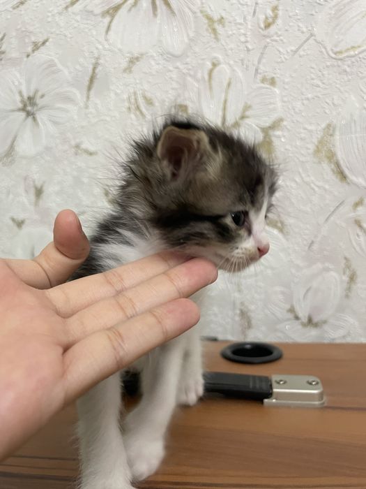 BEPUL! Yaxshi qo’llarga beriladi