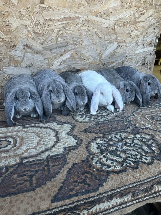 Iepuri berbec german