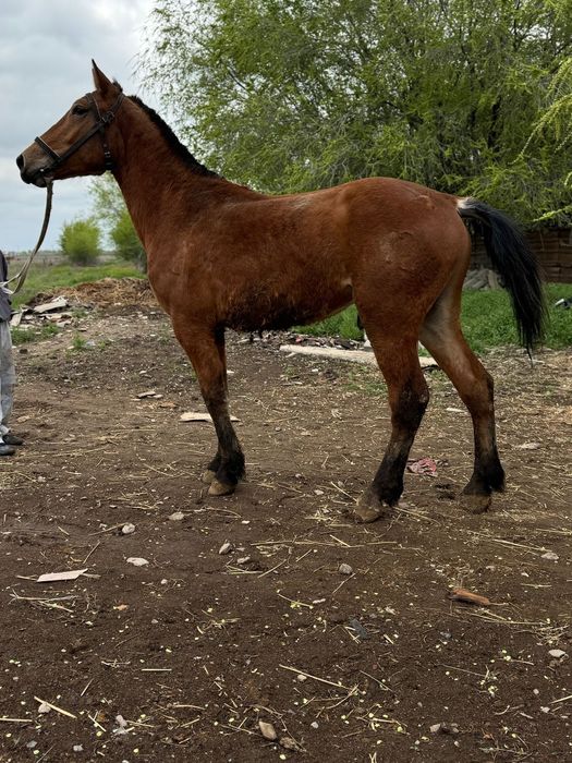 Орловский құнан еркек