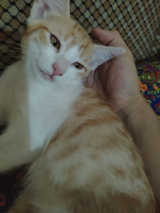 Котята  в добрые руки