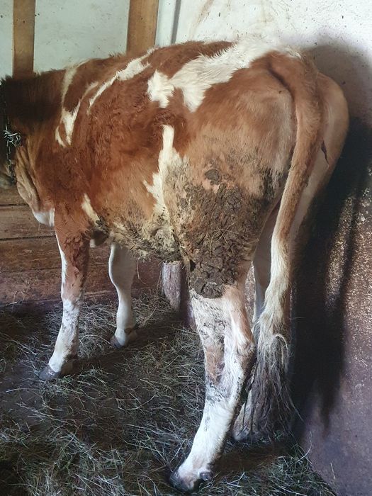 Vand juninci baltate