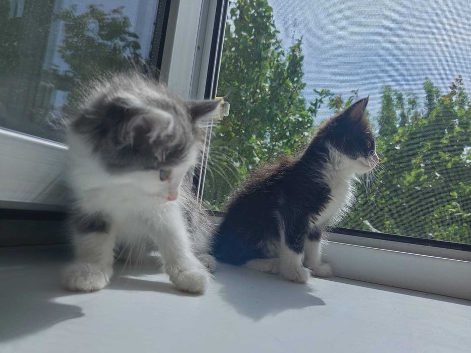 Котята бесплатно