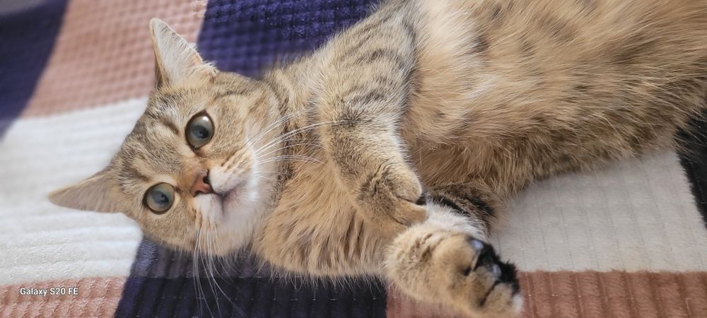 Кошка с котятой Кошки