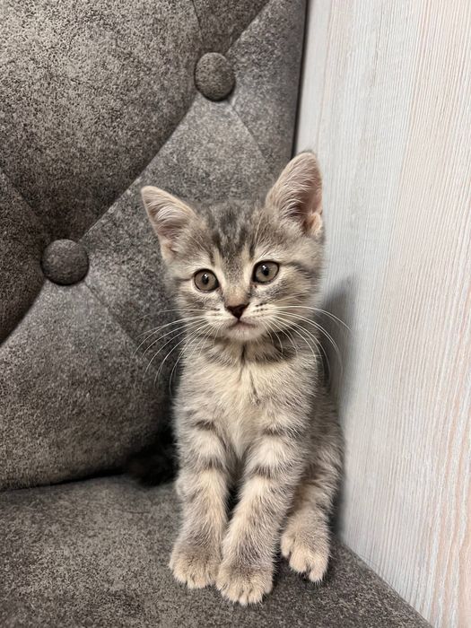 Продается породистые котята шотланцы