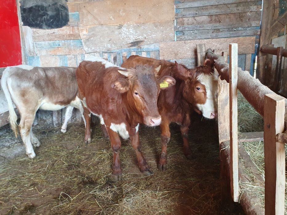 Vand taurasi si juninci