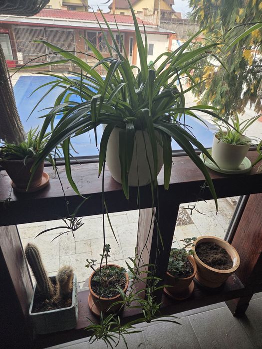 Planta paianjen verde