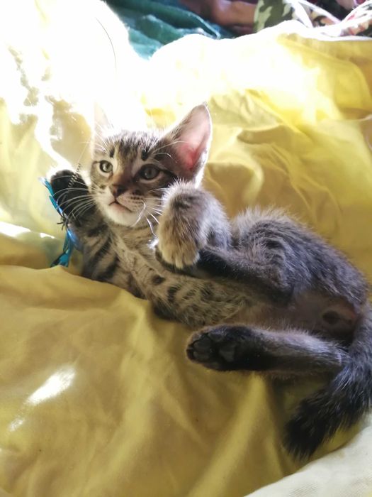 …ОБЫЧНЫЙ Котенок?